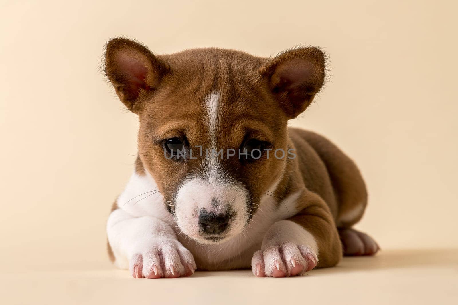 Basenji or Congo Terrier (Canis lupus familiaris),young,6 weeks,red/white,lying,from the front,studio shot with sand-colored background