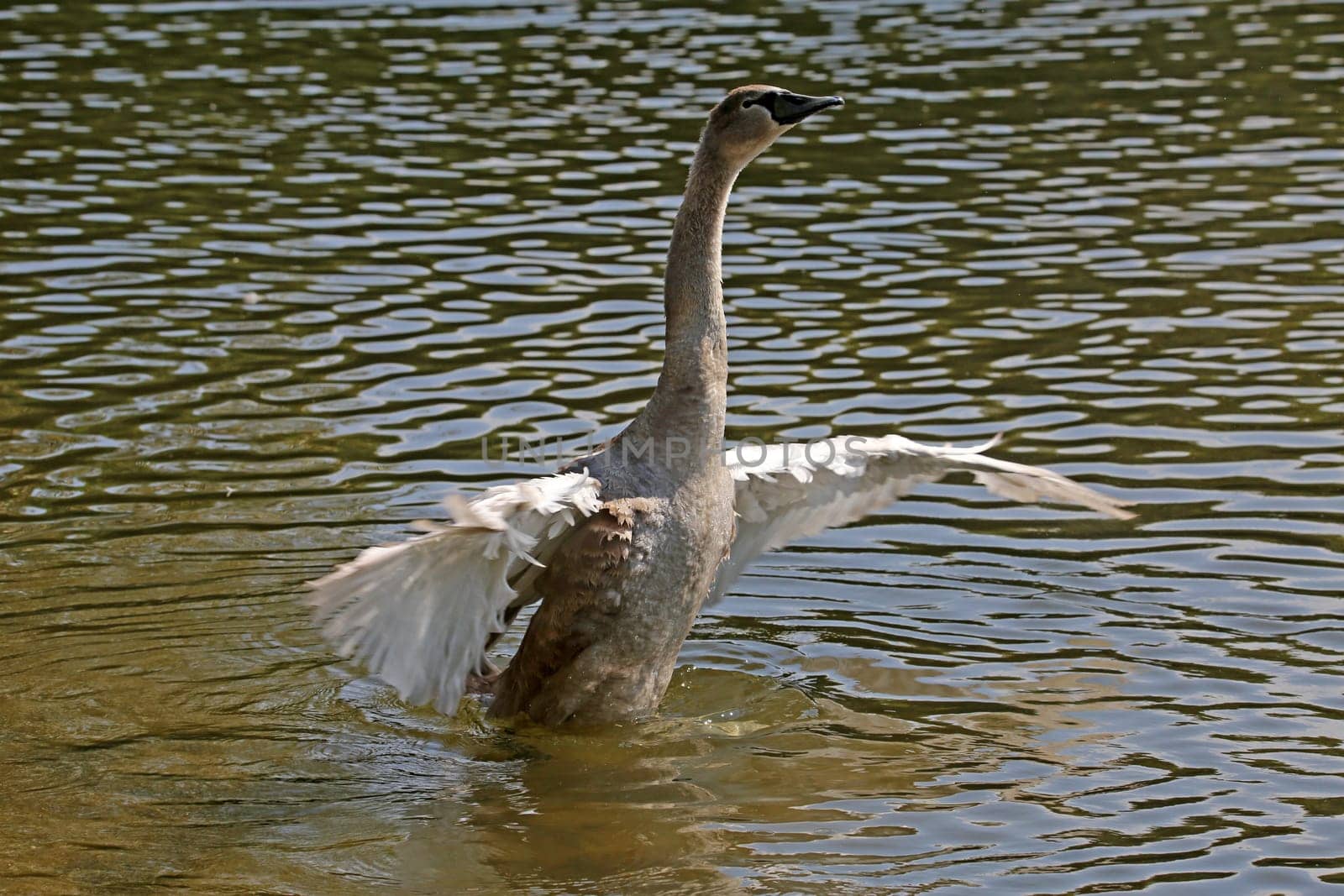 Young swan Cygnus olor spreads its wings
