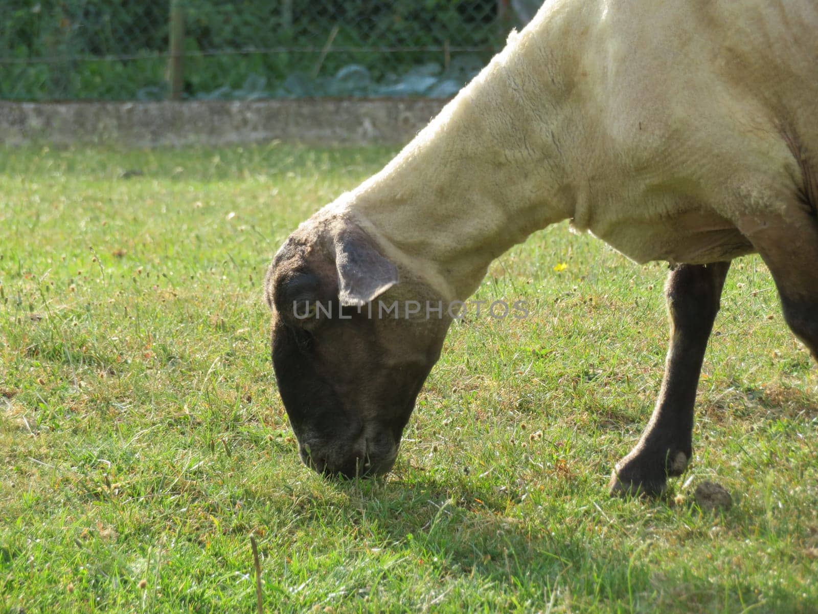 sheep domestic animal wool milk beautiful grass meat