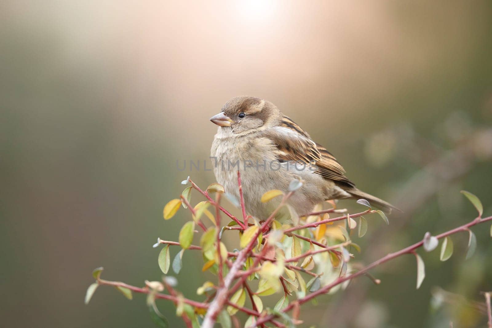 Little house sparrow, passer domesticus, sitting on branch in autumn nature. Cute brown bird resting on bough with copy space. Feathered songbird looking on twig with sunlight in background.