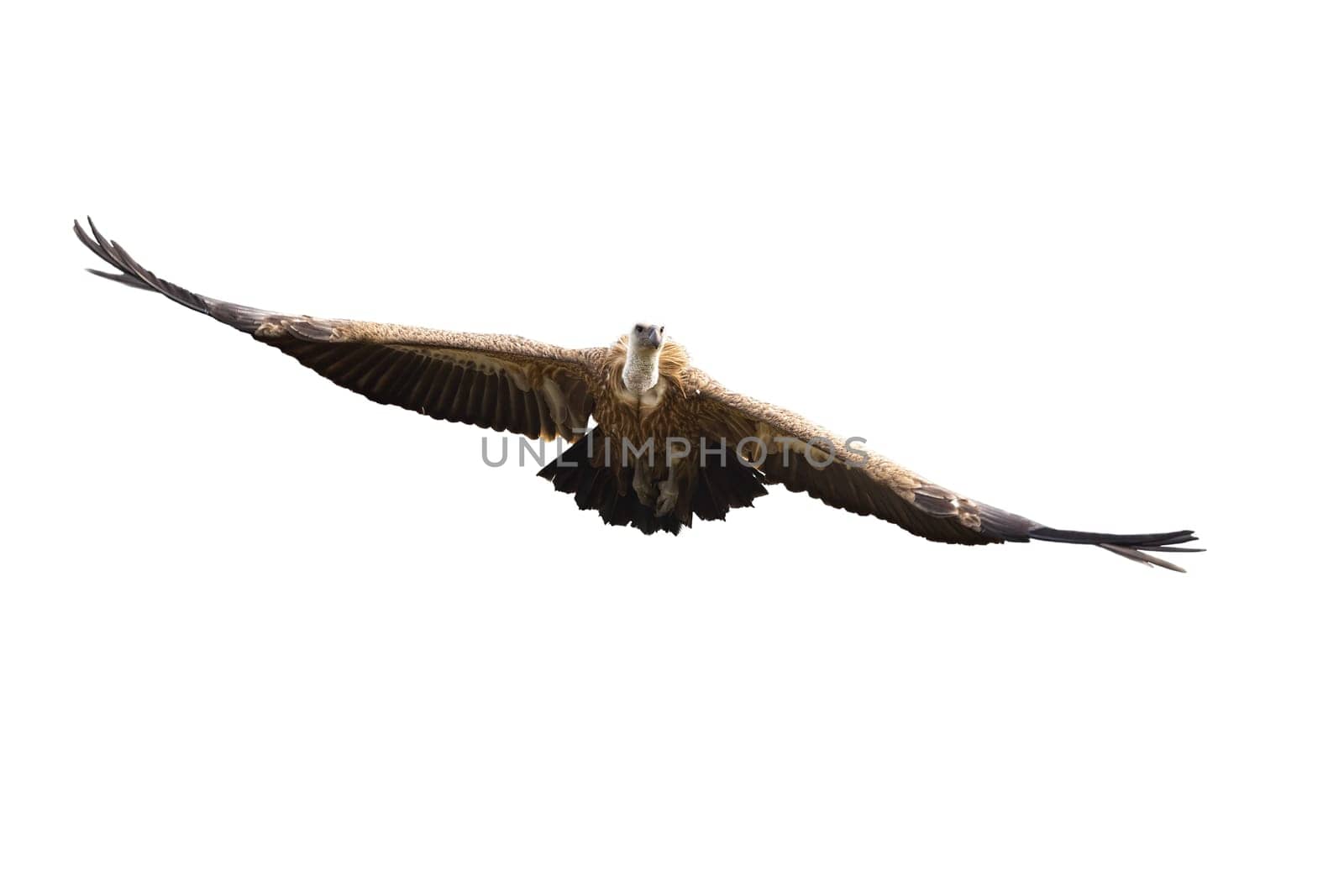 Griffon vulture, gyps fulvus, flying with spread wings isolated on white background. Front view of large bird of prey approaching mid air outdoors cut out on blank with copy space.