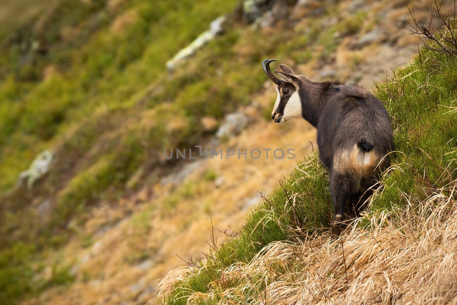 Tatra chamois, rupicapra rupicapra tatrica, standing on mountains in autumn nature. Herbivorous horned animal looking down a valley with grass. Wild mammal watching in wilderness.