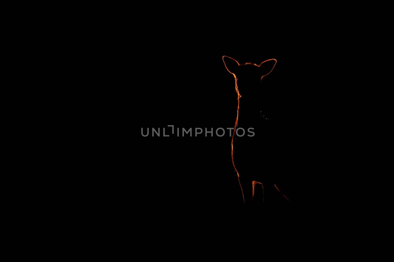 Mysterious fallow deer, dama dama, standing in dark in sunset. Silhouette of hind watching on black background. Doe outline in backlit with copy space.