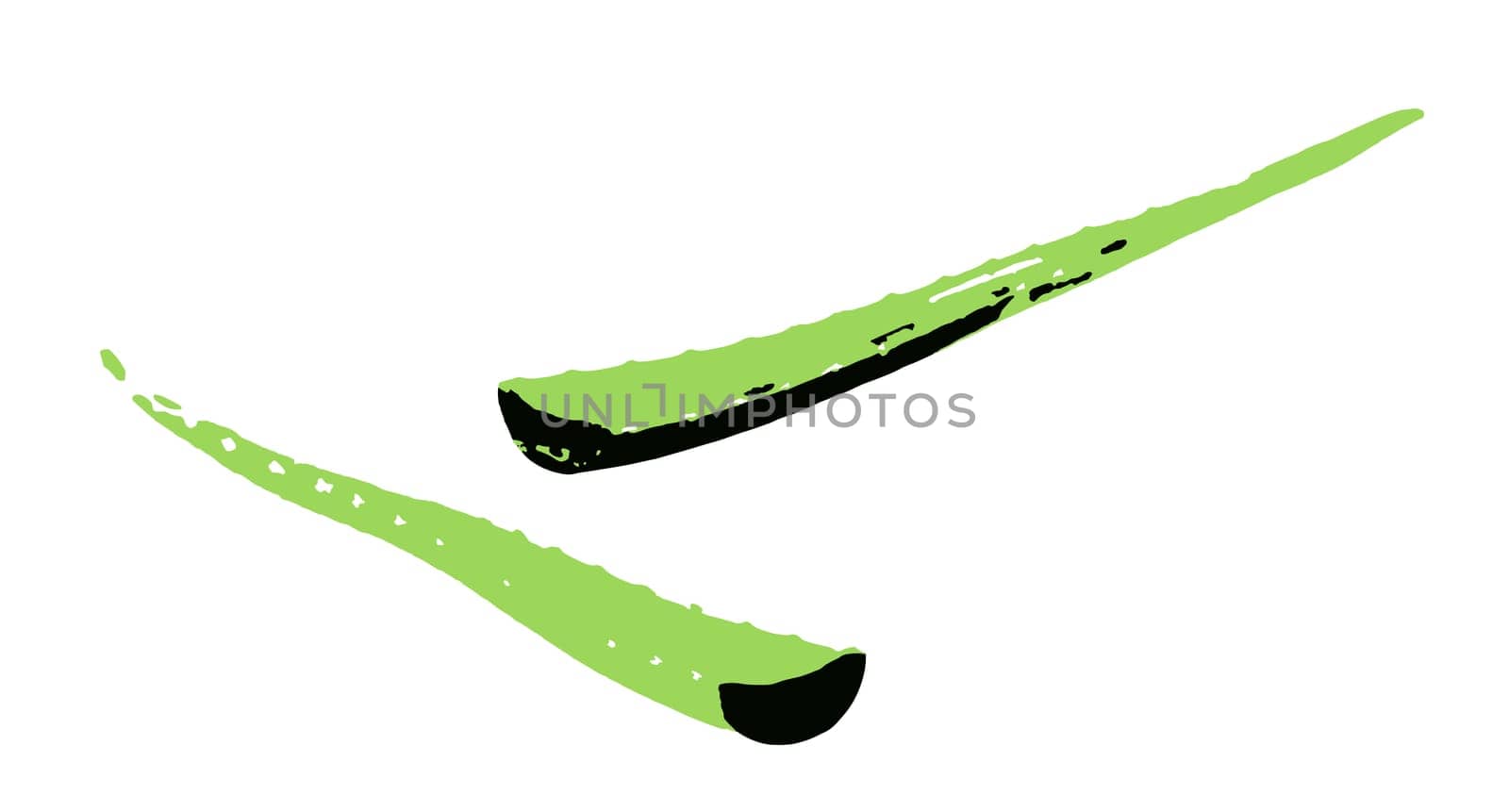 Aloe vera plant isolated on white background. Aloe vera is a succulent plant species of the genus Aloe. It is cultivated for agricultural and medicinal uses