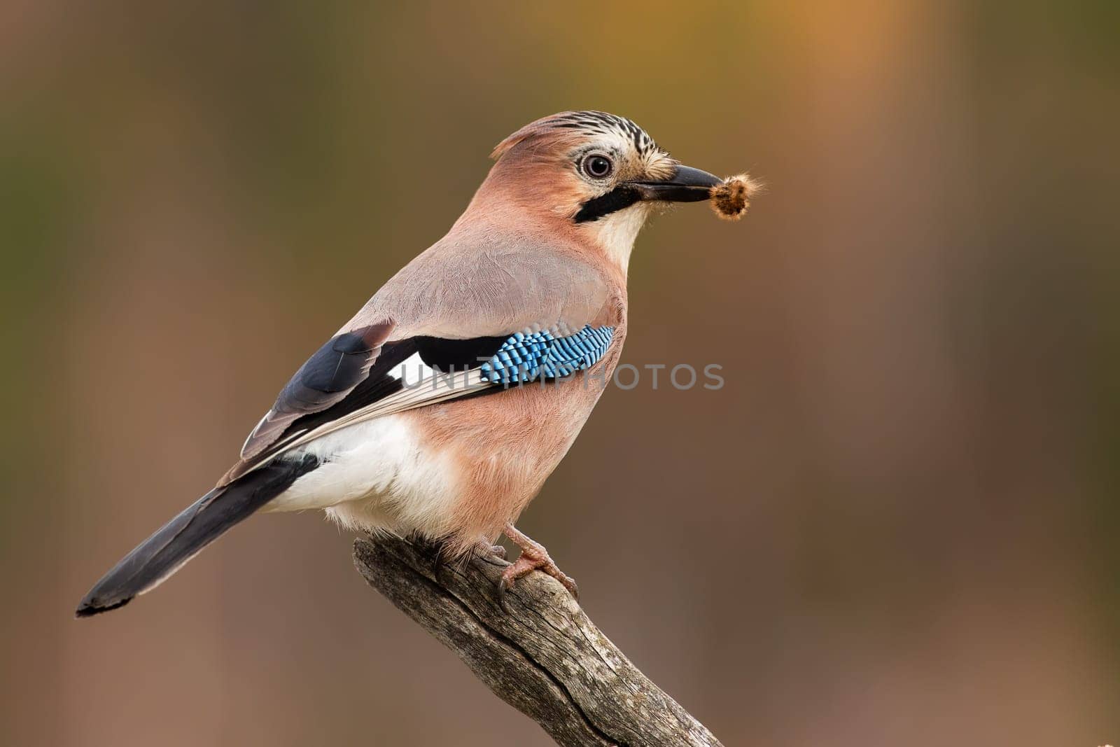 Eurasian jay, garrulus glandarius, sitting on branch in spring nature with a catch. Brown bird with colorful feather holding insect in beak. Little animal with plumage resting on bough.
