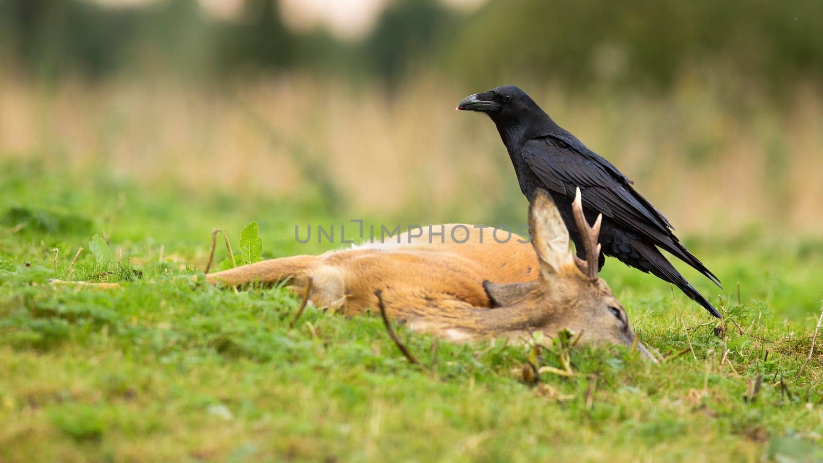 Common raven, corvus corax, feeding on a dead roe deer, capreolus capreolus, buck in autumn nature. Black bird scavenging on prey laying on the ground with copy space.