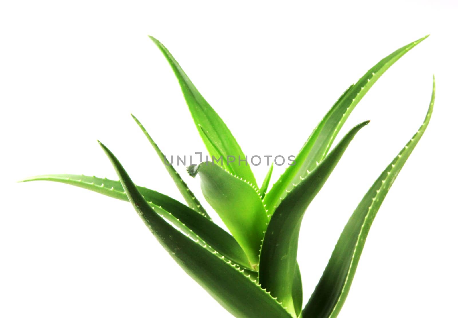 Aloe vera plant isolated on white background. Aloe vera is a succulent plant species of the genus Aloe. It is cultivated for agricultural and medicinal uses