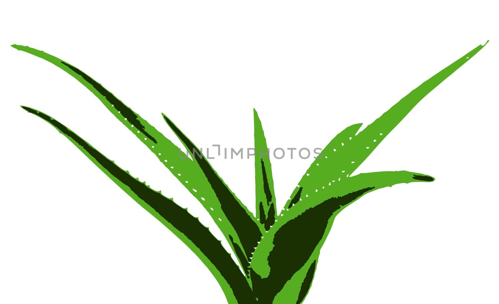 Aloe vera plant isolated on white background. Aloe vera is a succulent plant species of the genus Aloe. It is cultivated for agricultural and medicinal uses