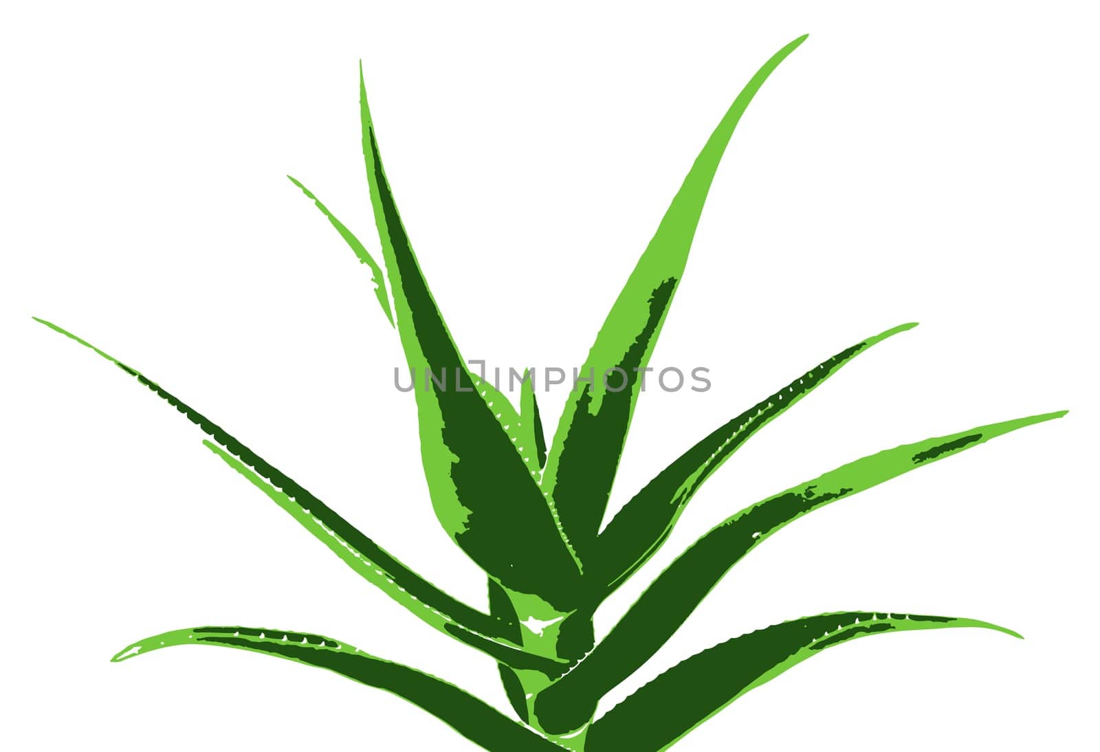 Aloe vera plant isolated on white background. Aloe vera is a succulent plant species of the genus Aloe. It is cultivated for agricultural and medicinal uses