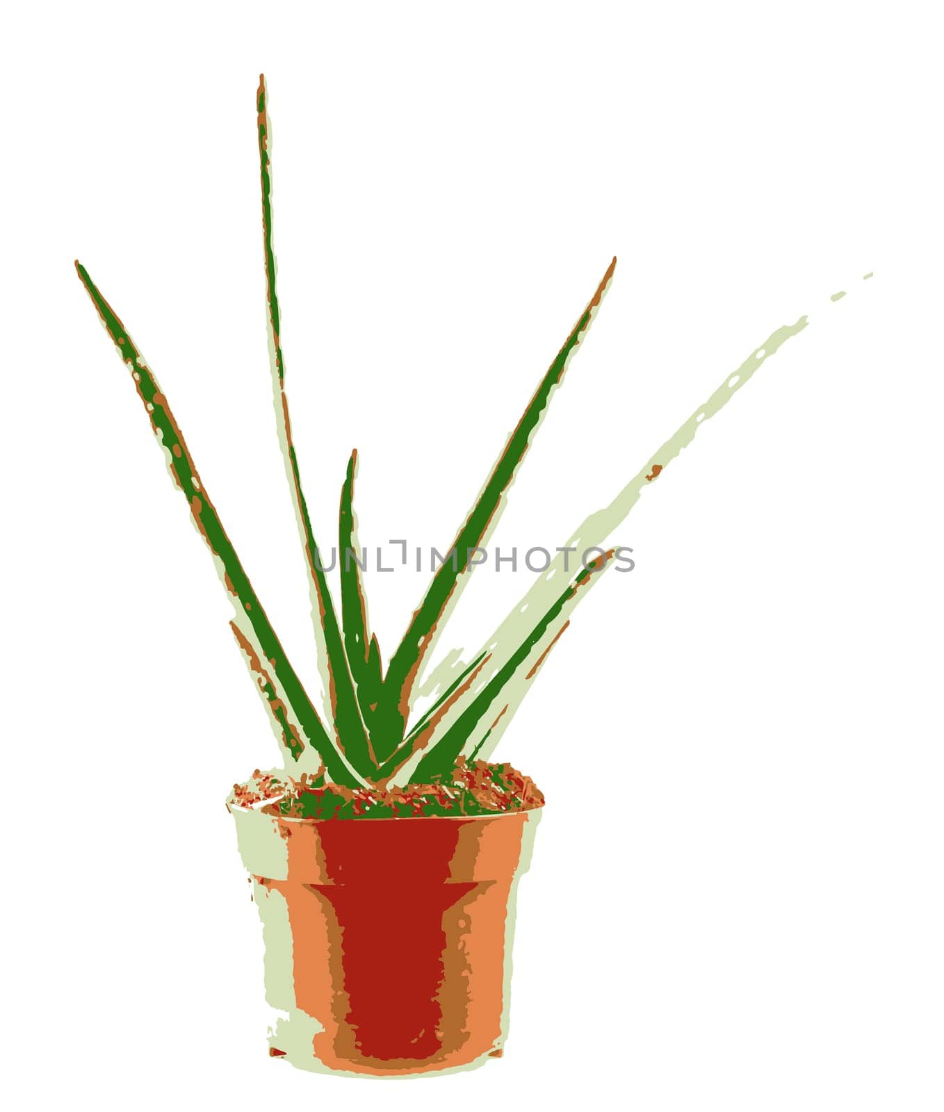 Aloe vera plant isolated on white background. Aloe vera is a succulent plant species of the genus Aloe. It is cultivated for agricultural and medicinal uses