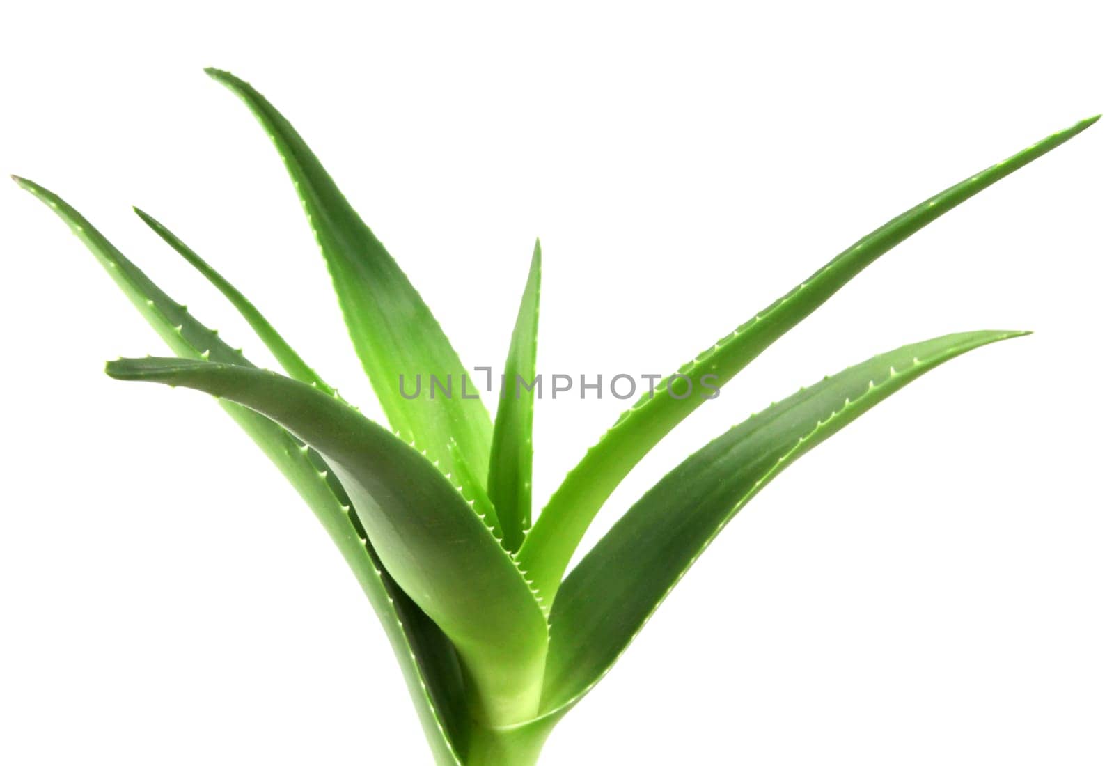 Aloe vera plant isolated on white background. Aloe vera is a succulent plant species of the genus Aloe. It is cultivated for agricultural and medicinal uses
