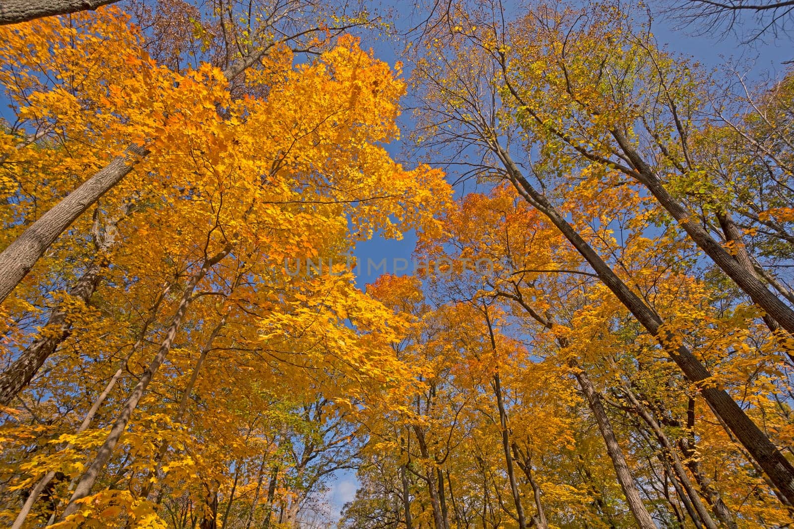 Surrounded by the Autumn Colors in Ned Brown Preserve in Illinois