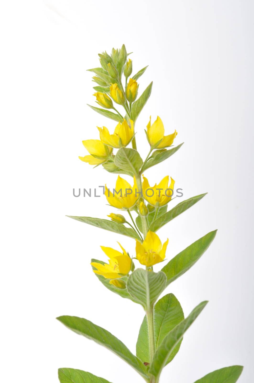 Lysimachus on a white background