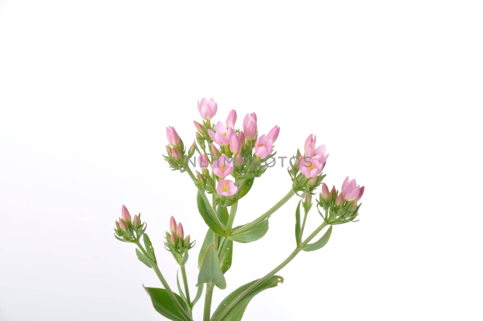 Centaury on a white background
