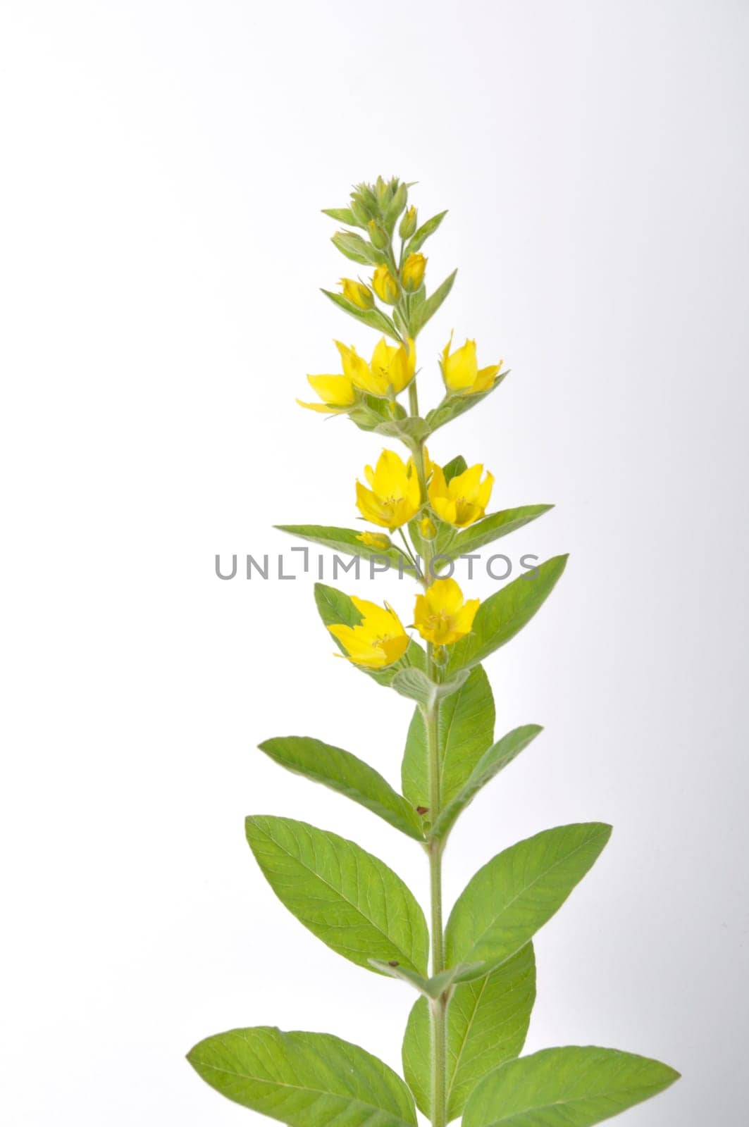 Lysimachus on a white background