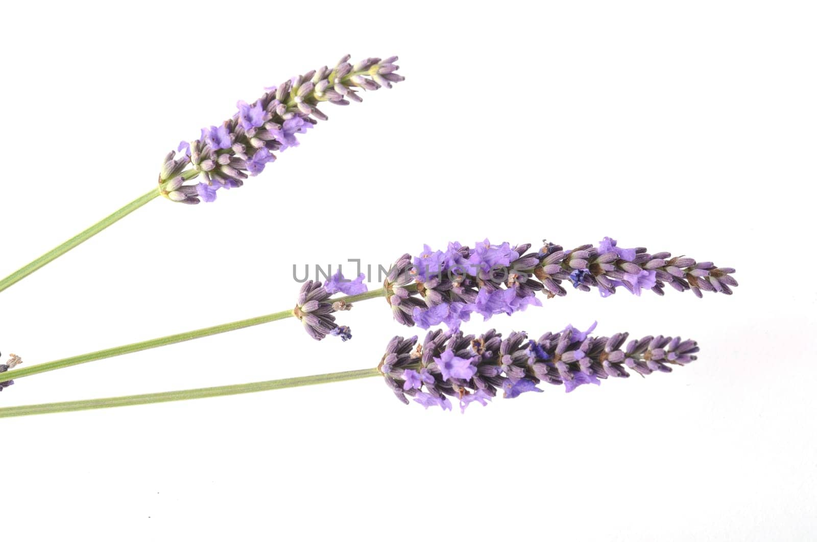 lavender in bloom on white background