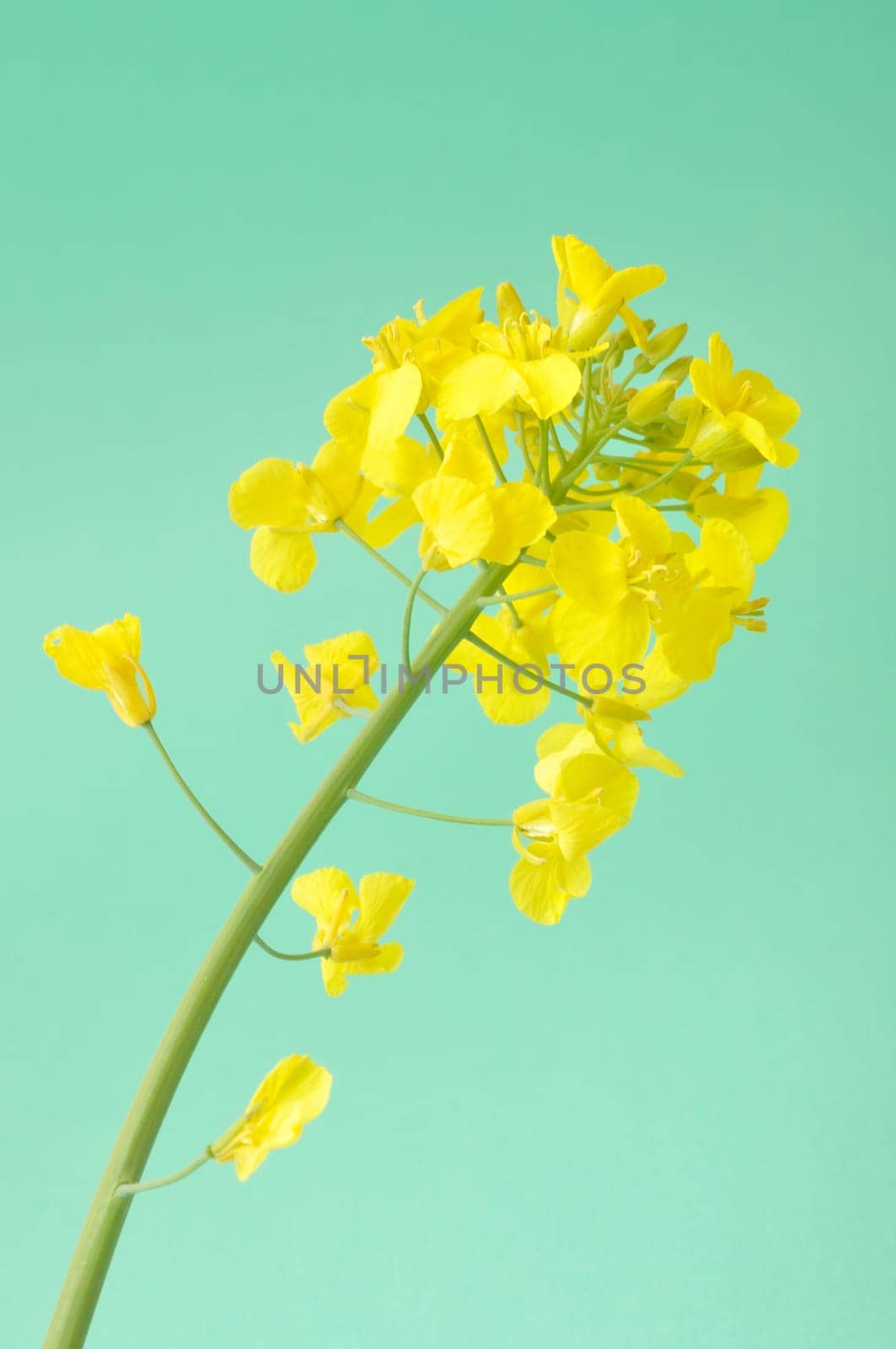 Flower of rape