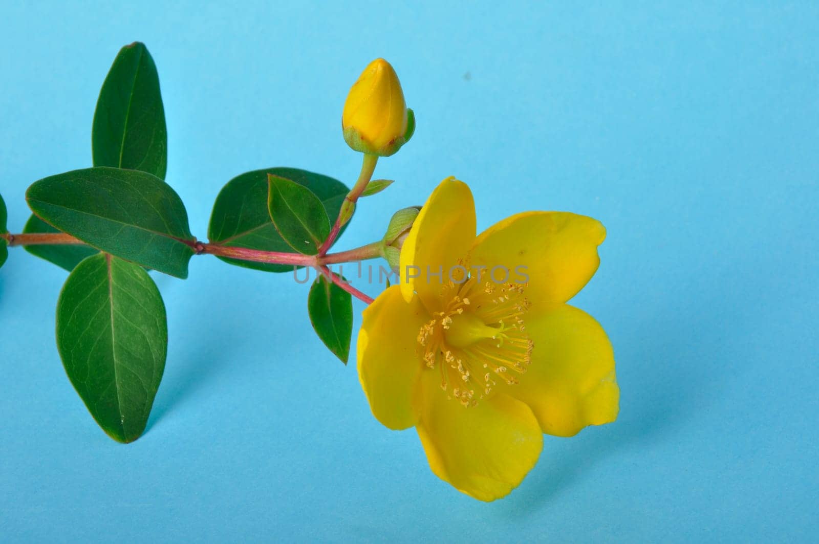 Ornamental St. John's Wort on a blue background