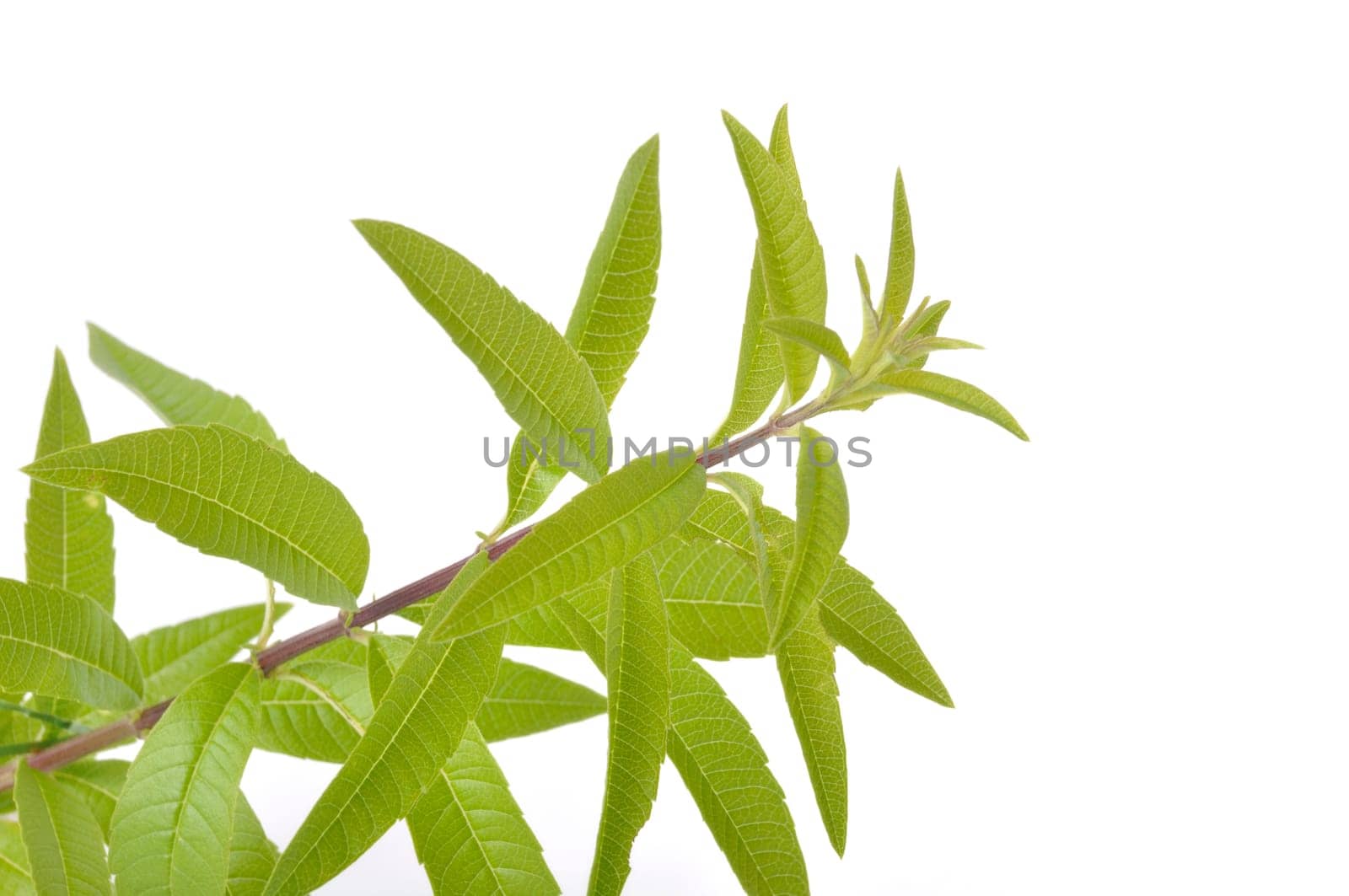 Lemon verbena on a white background