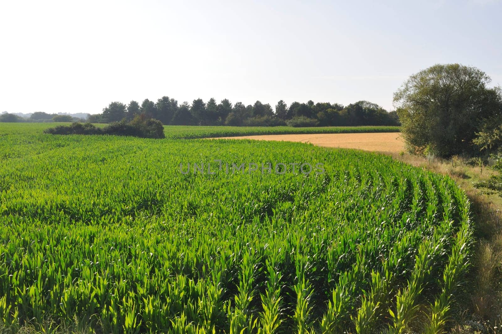 A corn field in Brittany