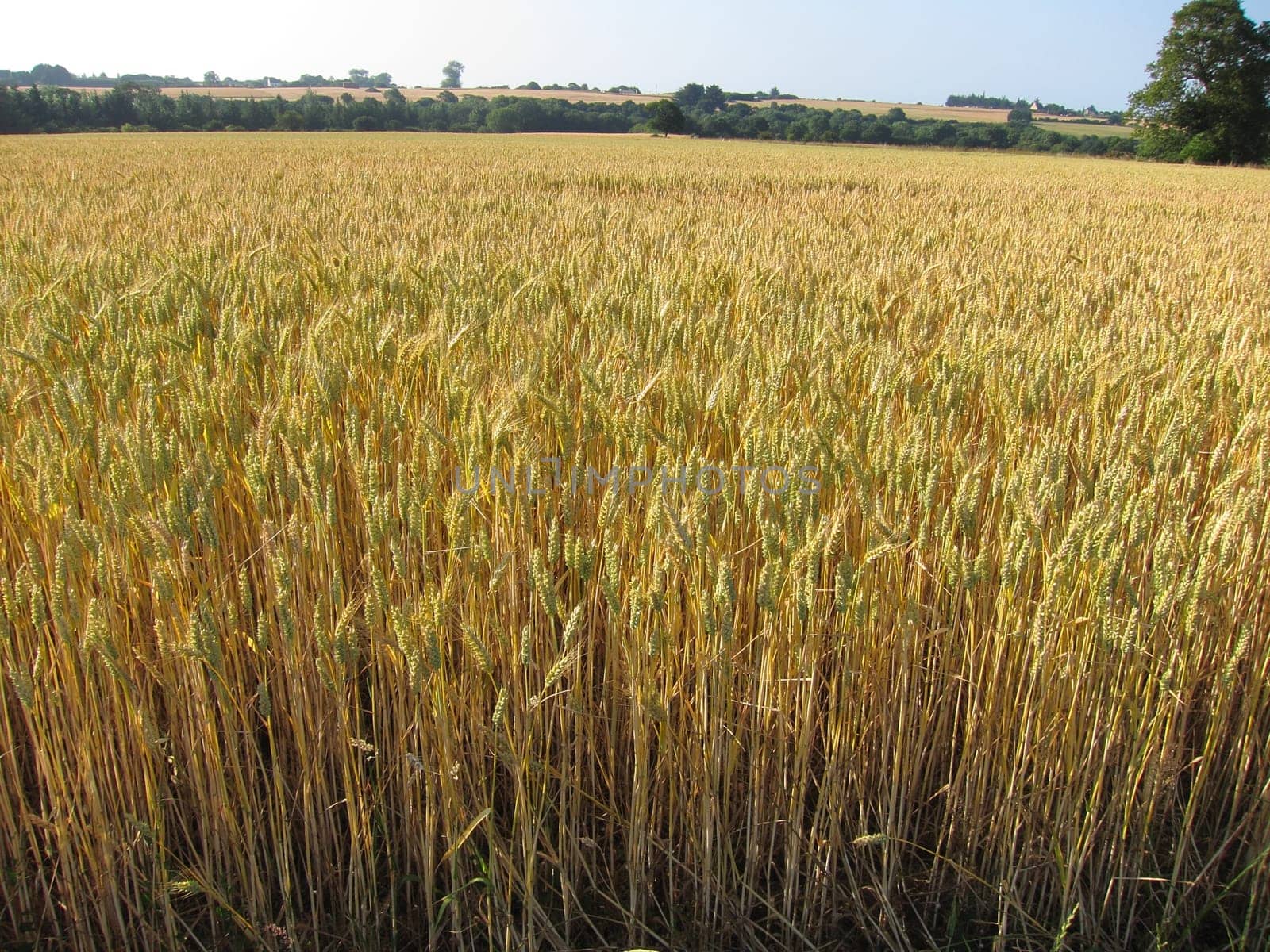 A field of wheat