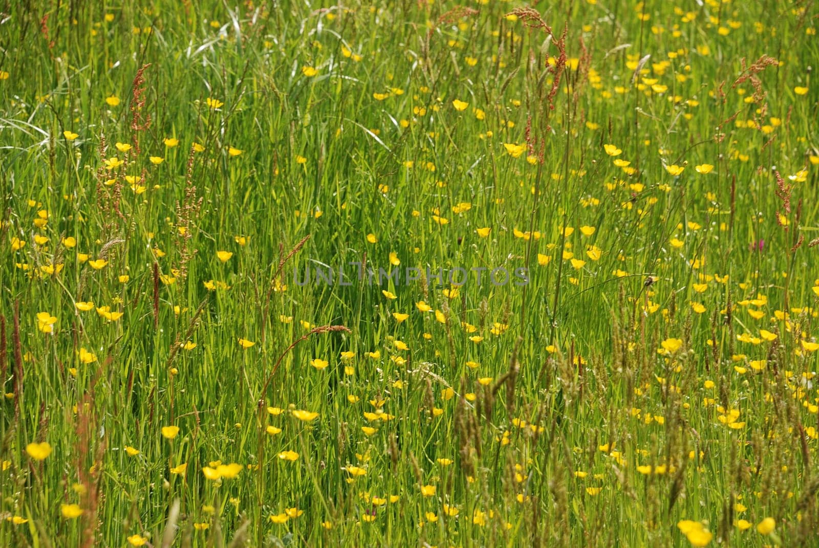 Meadow