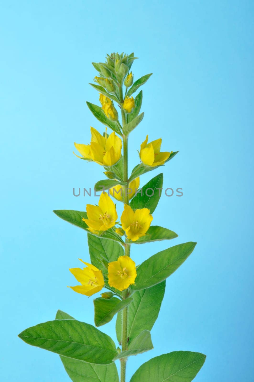Lysimachus on a blue background