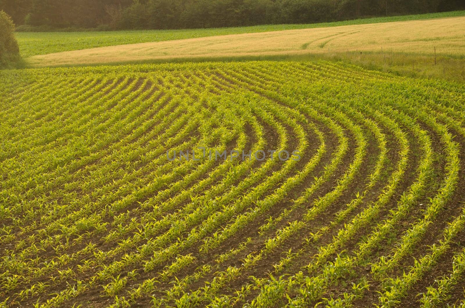 Corn field in Brittany