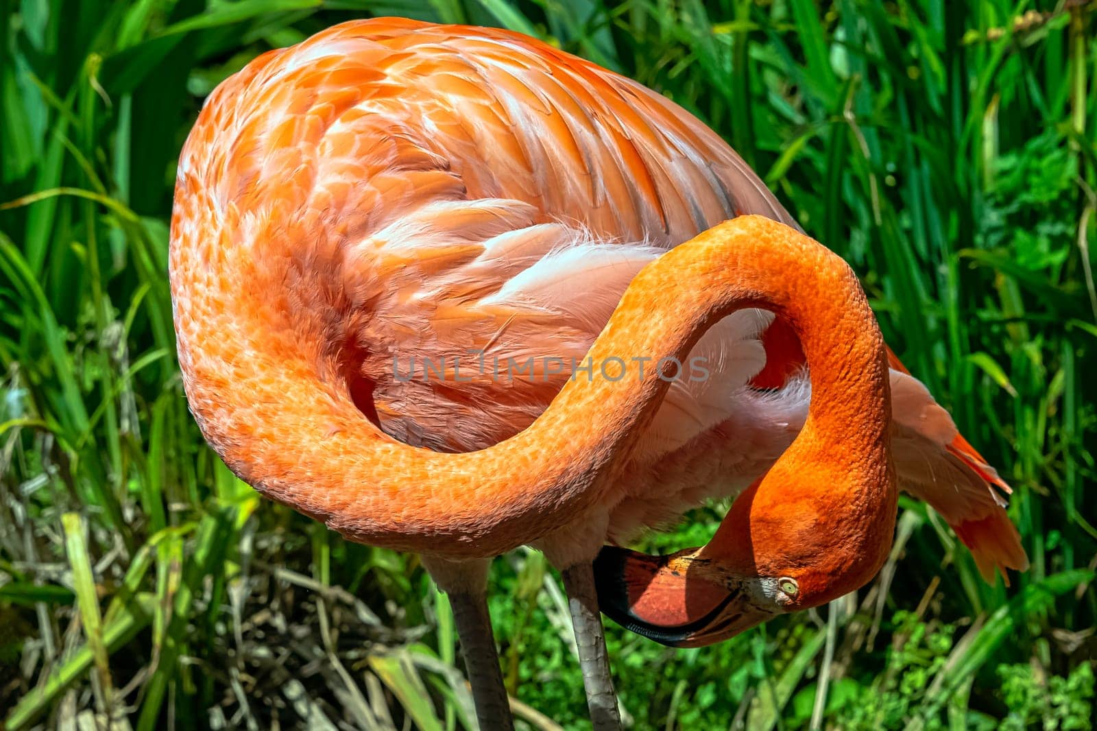 Phoenicopterus ruber known as American or Caribbean flamingo - Peninsula de Zapata / Zapata Swamp, Cuba