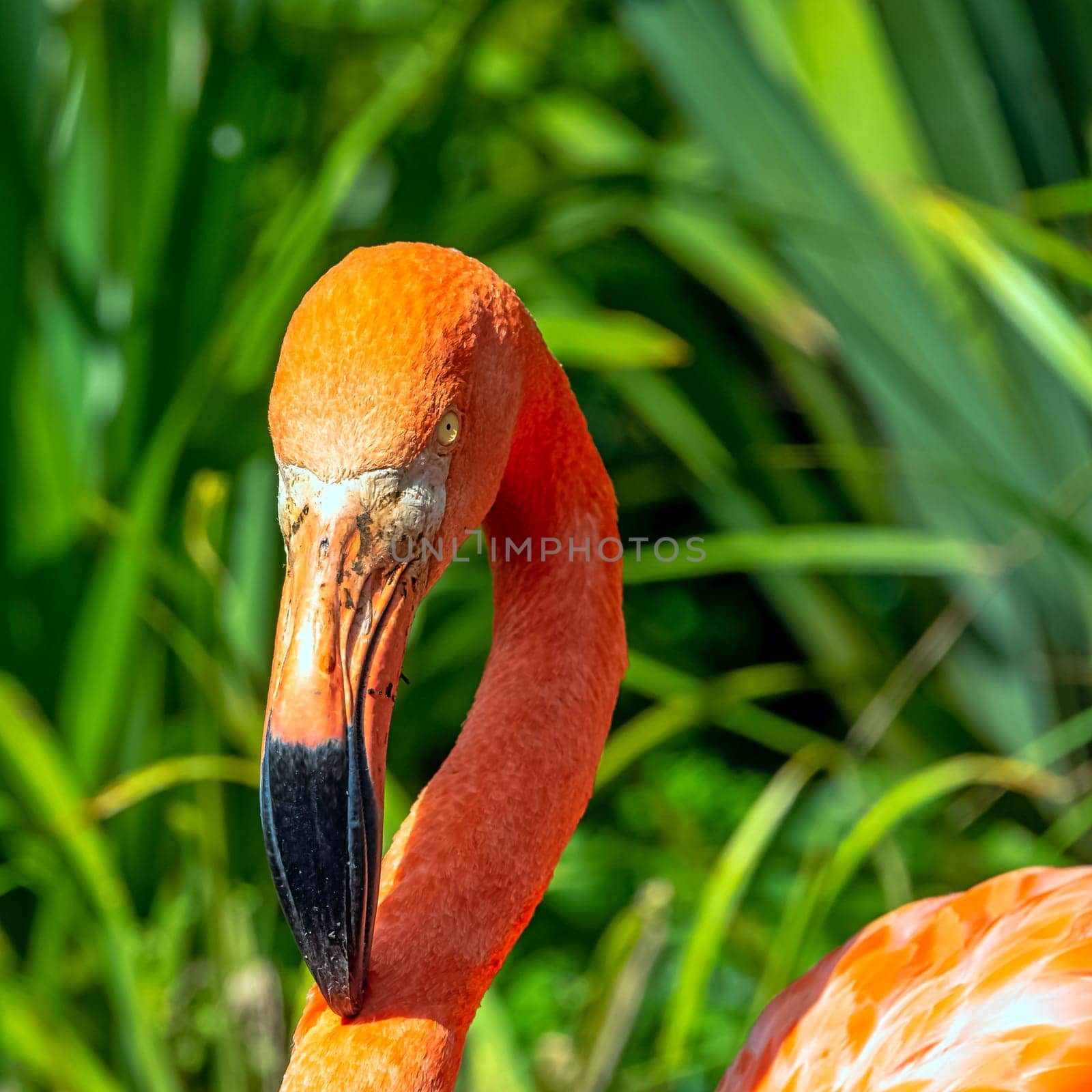Phoenicopterus ruber known as American or Caribbean flamingo - Peninsula de Zapata / Zapata Swamp, Cuba