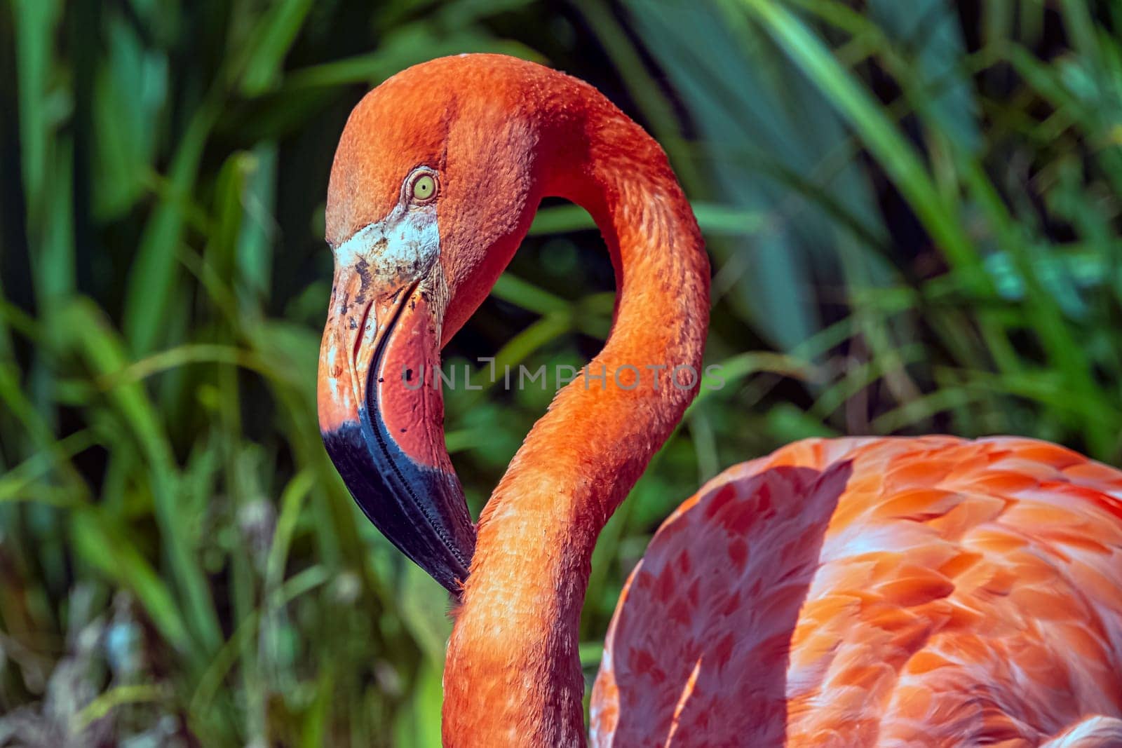 Phoenicopterus ruber known as American or Caribbean flamingo - Peninsula de Zapata / Zapata Swamp, Cuba