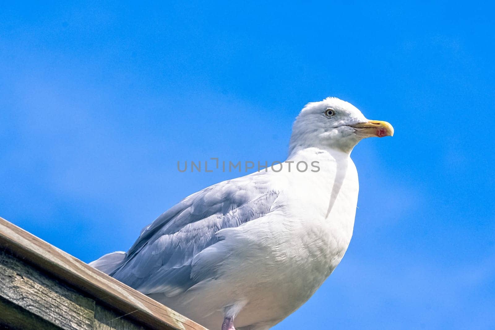 European herring gull (Larus argentatus)