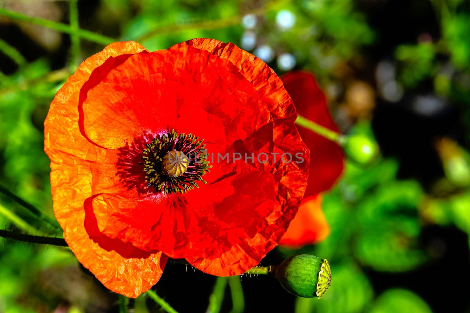 Papaver rhoeas known as  common, corn, field, flanders or red poppy and corn rose