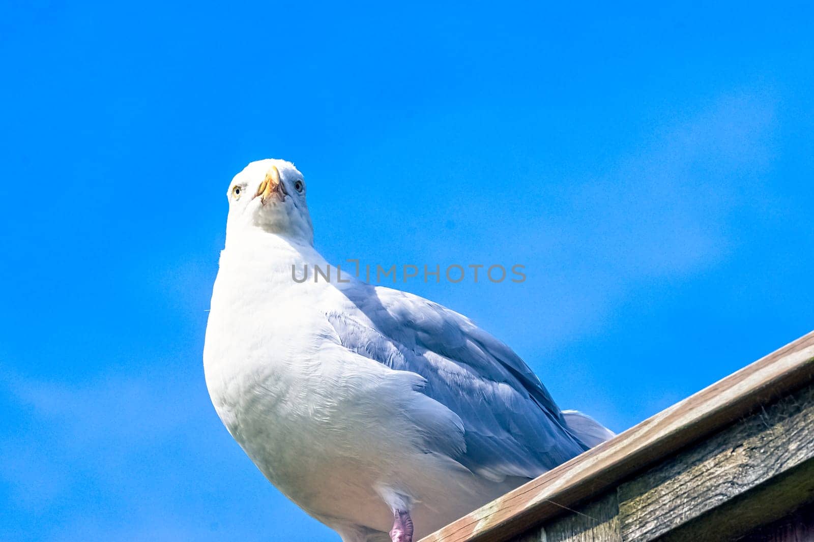 European herring gull (Larus argentatus)