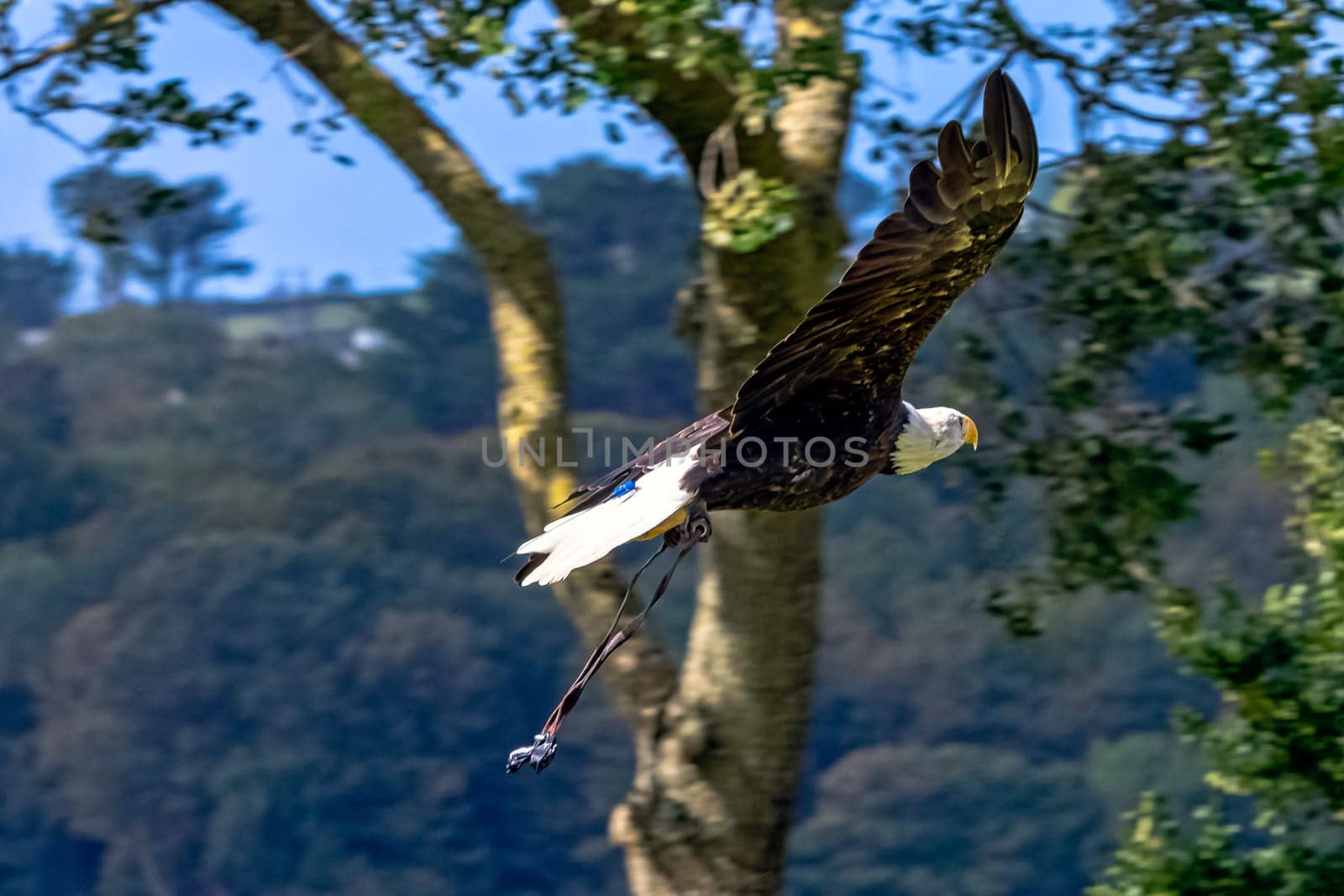 Young bald eagle (Haliaeetus leucocephalus) also known as white-headed or white-tailed eagle, sea eagle or American eagle