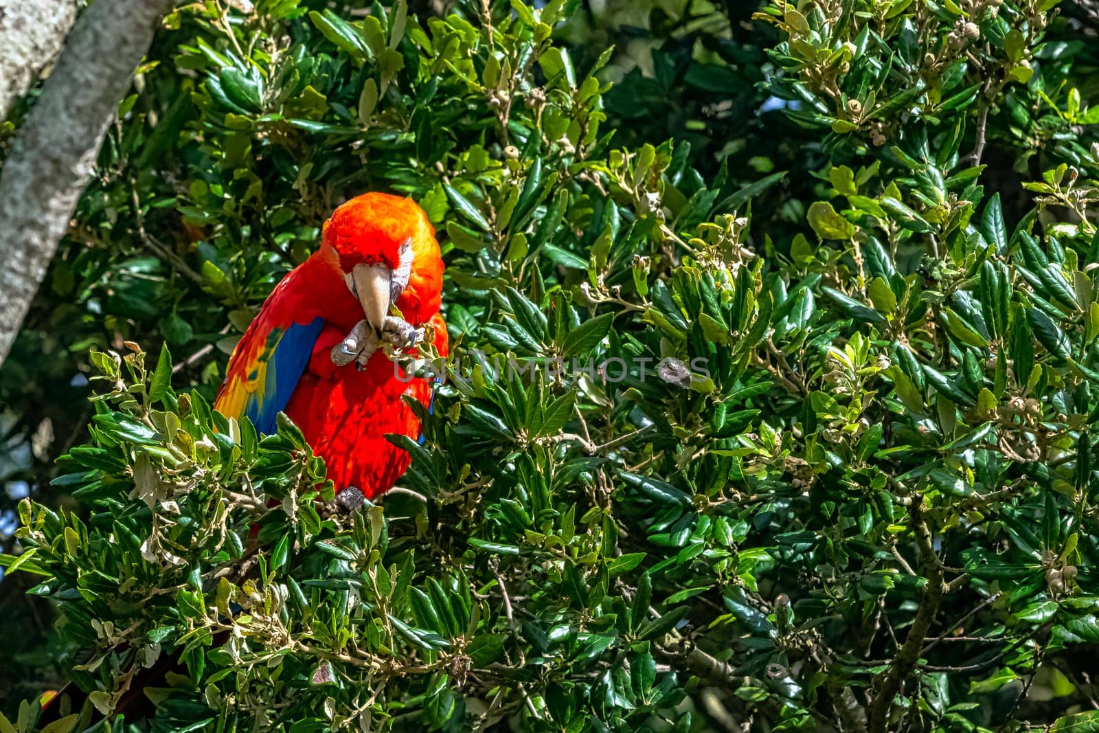 Ara macao known as scarlet macaw