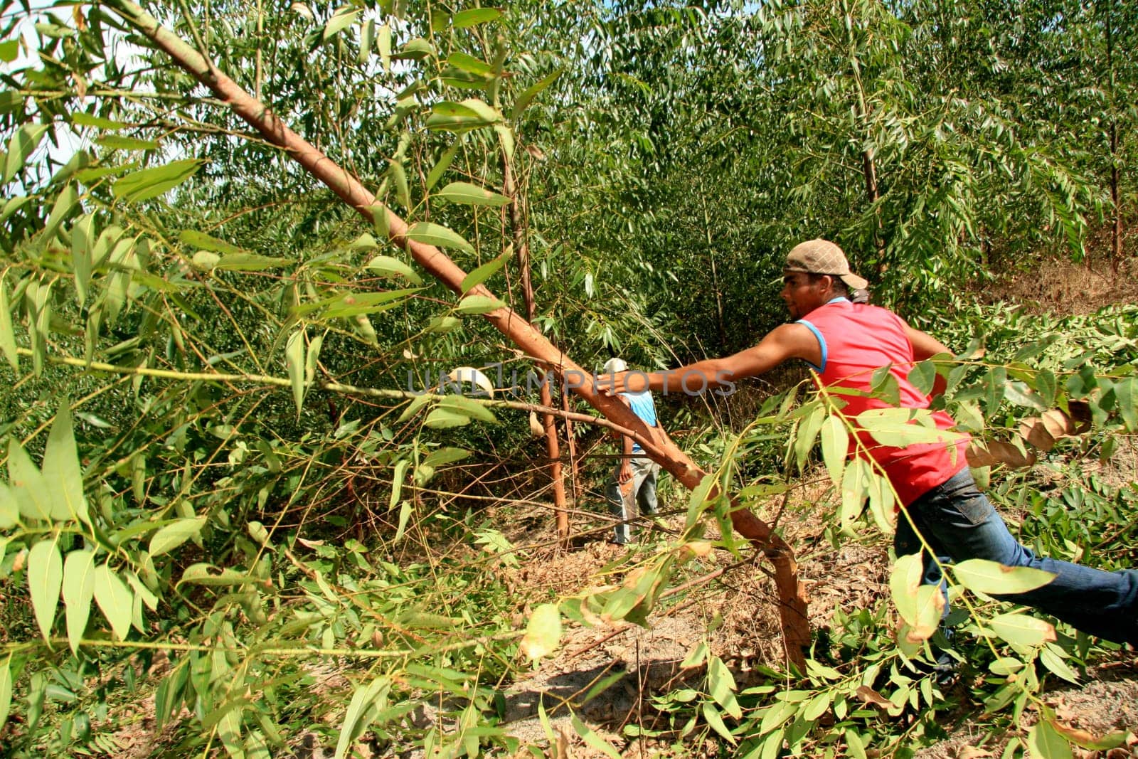eunapolis, bahia / brazil - april 8, 2009: members of Movimento Sente Terra - MST - are seen cutting down an eucalyptus plantation from an invaded farm in the rural area of the municipality of Eunapolis....