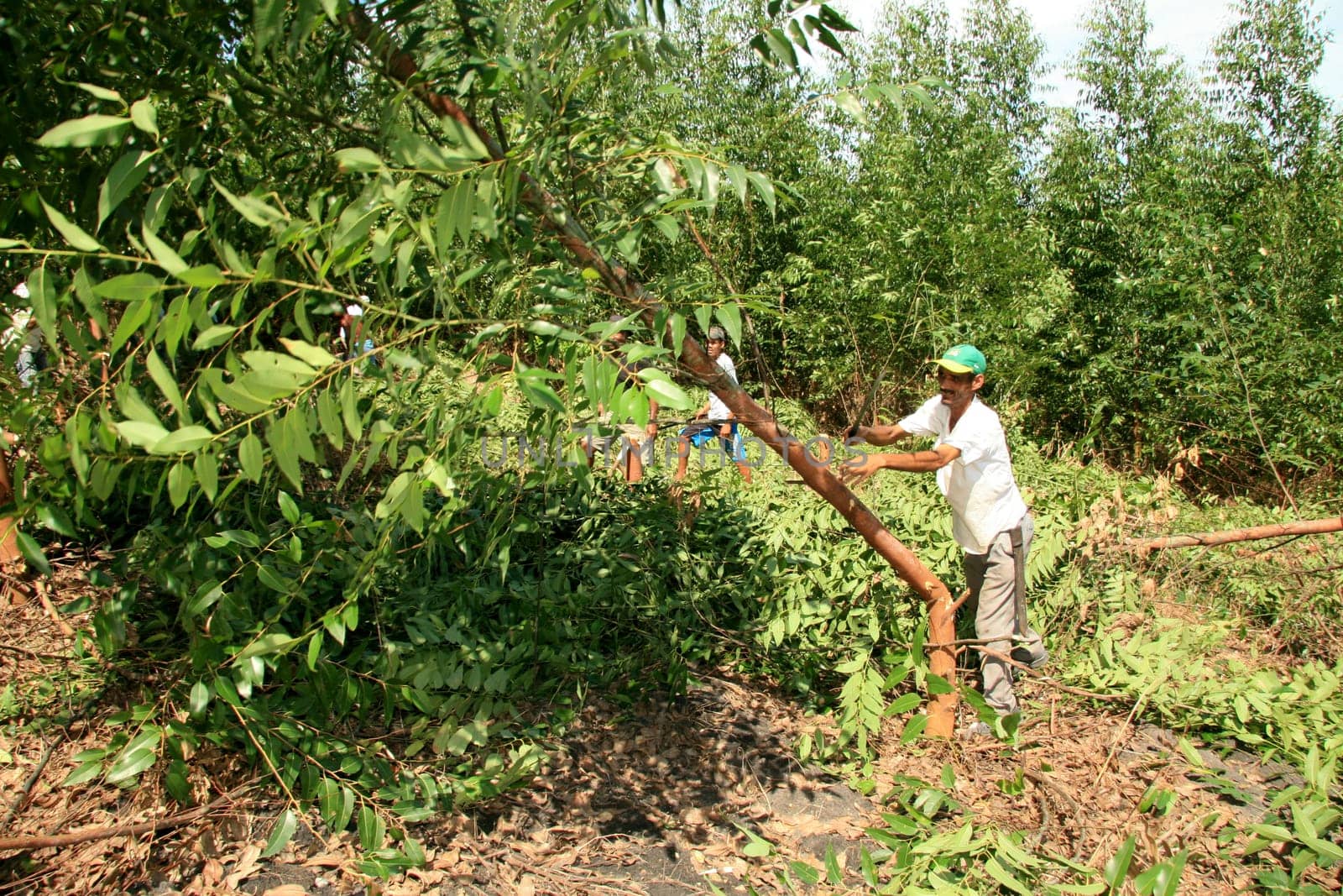 eunapolis, bahia / brazil - april 8, 2009: members of Movimento Sente Terra - MST - are seen cutting down an eucalyptus plantation from an invaded farm in the rural area of the municipality of Eunapolis....