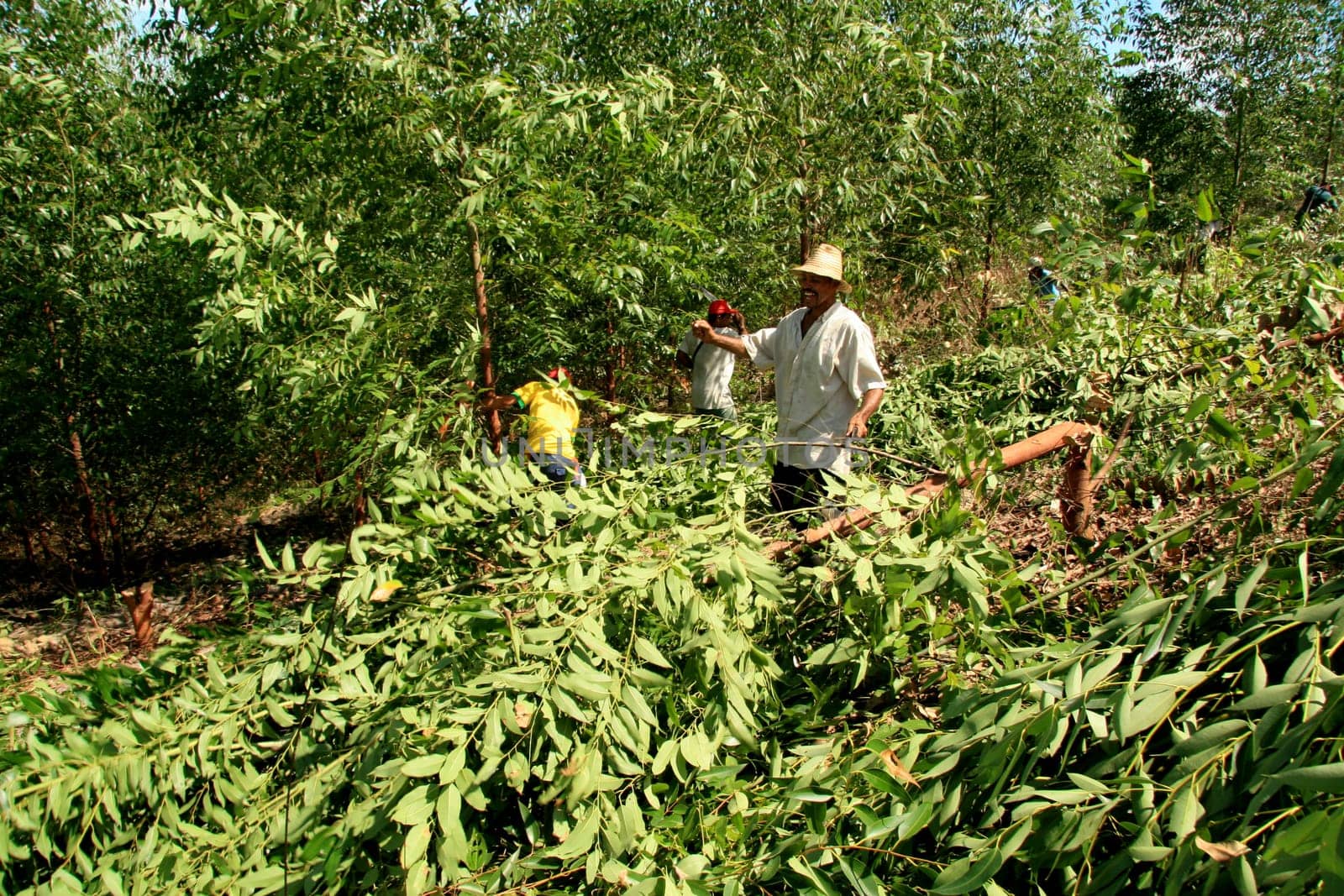 eunapolis, bahia / brazil - april 8, 2009: members of Movimento Sente Terra - MST - are seen cutting down an eucalyptus plantation from an invaded farm in the rural area of the municipality of Eunapolis....