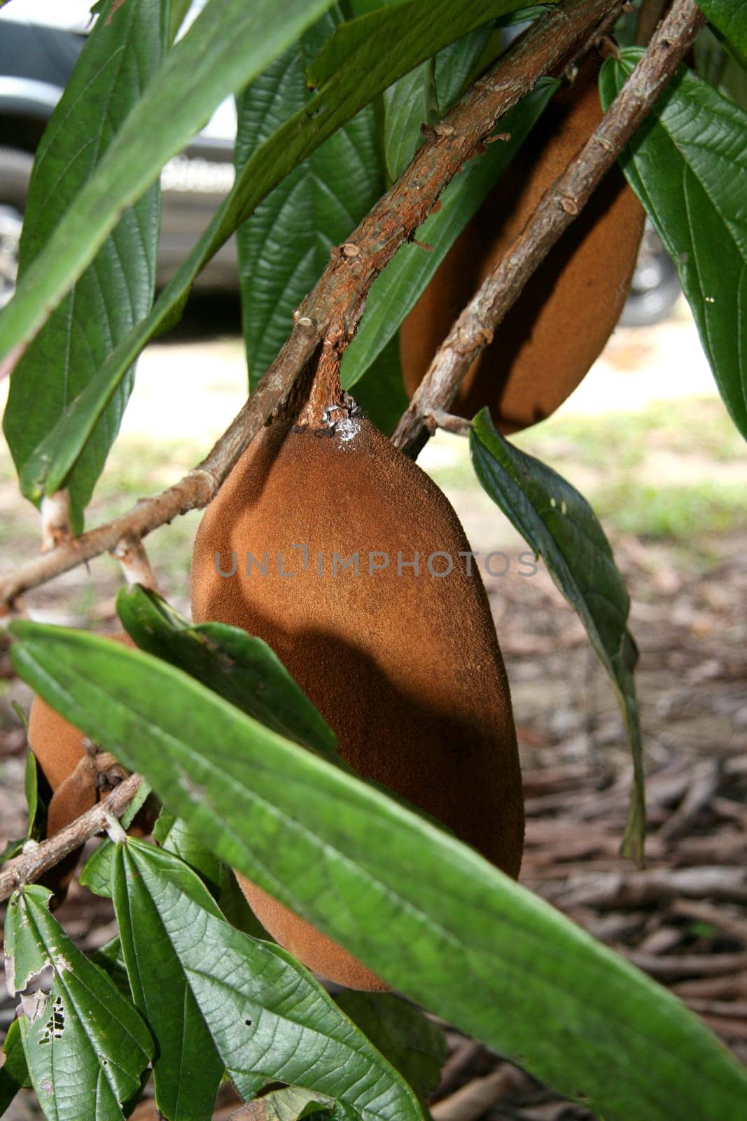 porto seguro, bahia / brazil - january 16, 2008: Cupuacu plantation in the city of Porto Seguro, in southern Bahia.