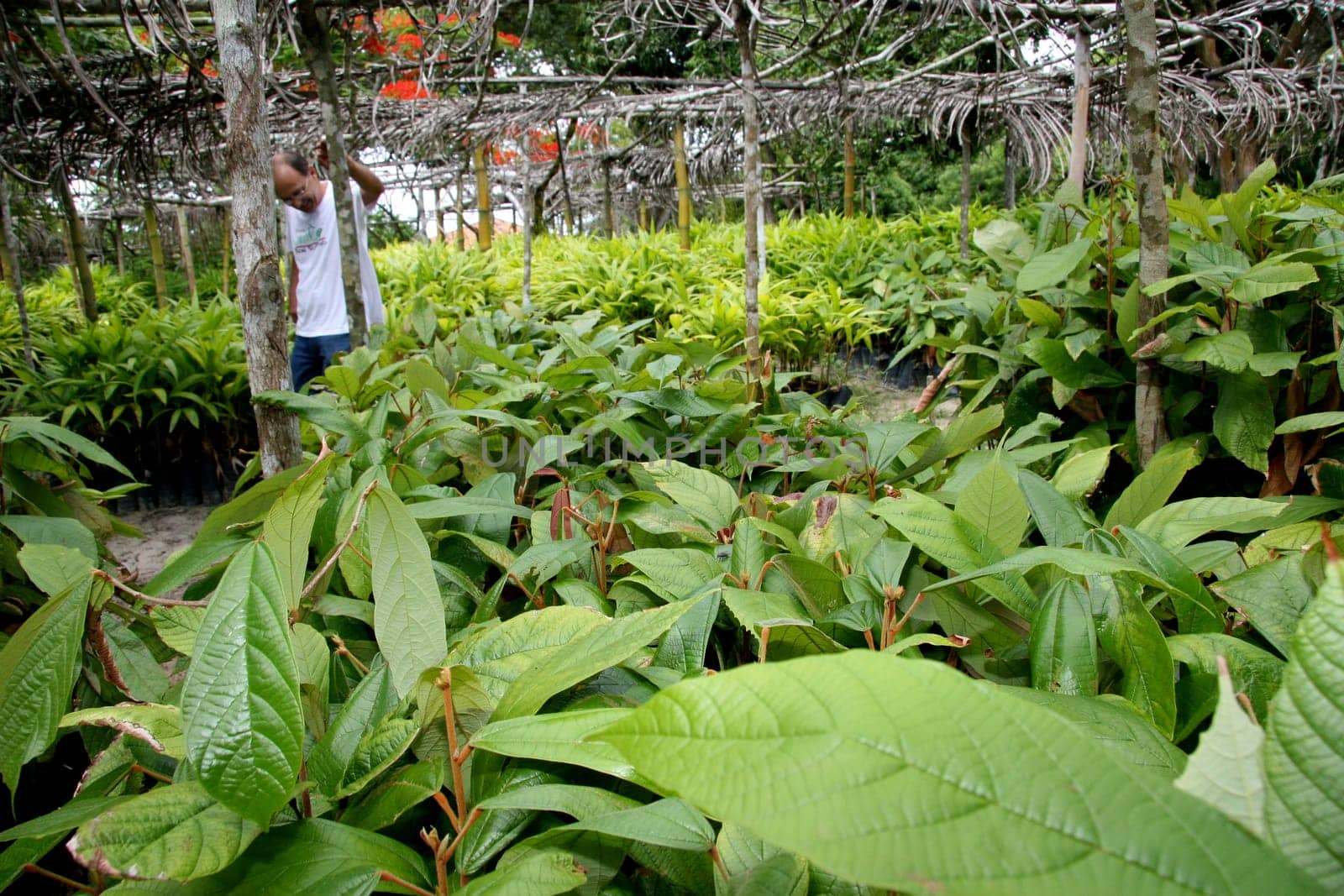 porto seguro, bahia / brazil - january 16, 2008: cupuacu tree seedling nursery on a farm in the city of Porto Seguro, in southern Bahia..