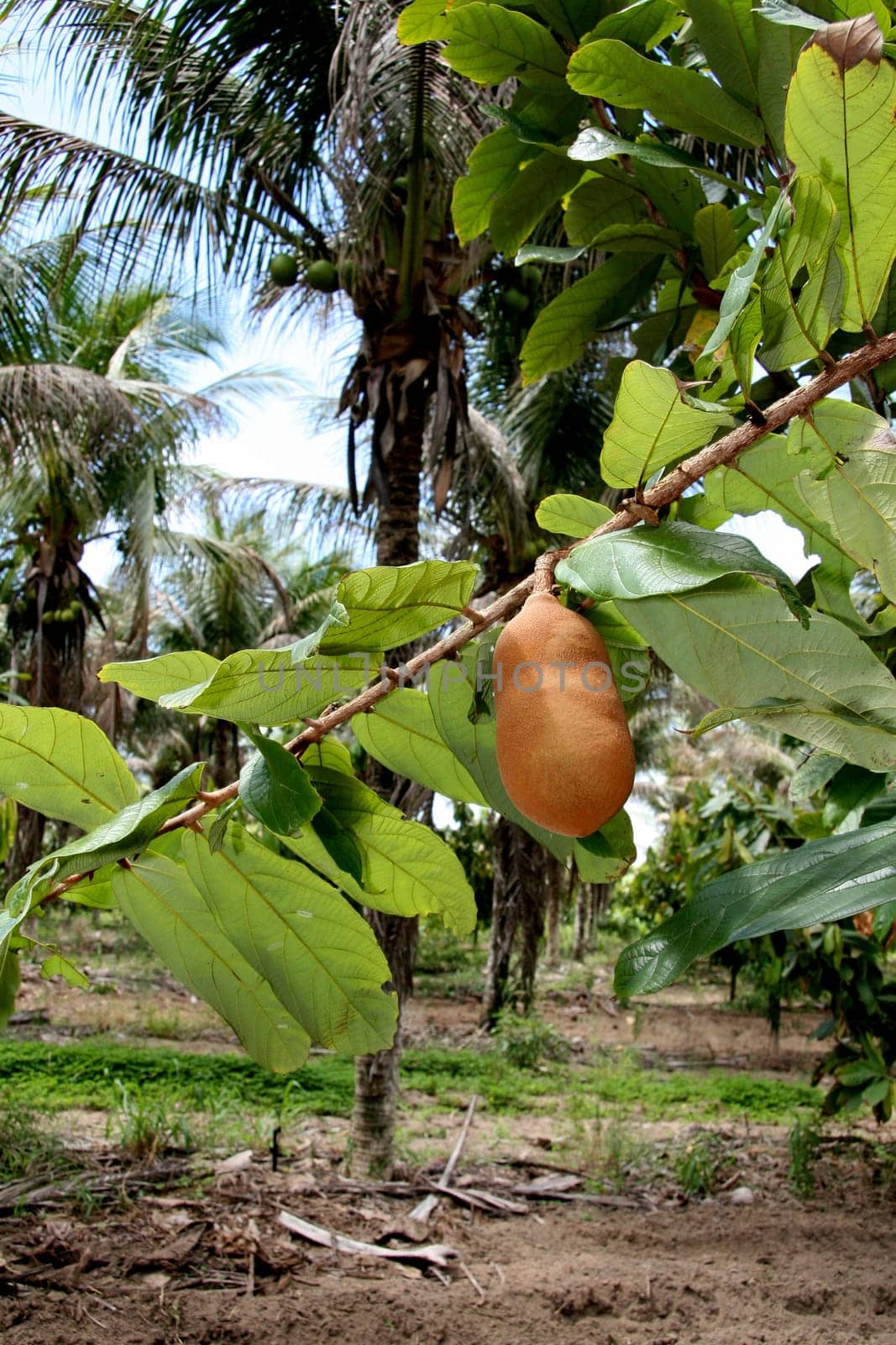 porto seguro, bahia / brazil - january 16, 2008: Cupuacu plantation in the city of Porto Seguro, in southern Bahia.