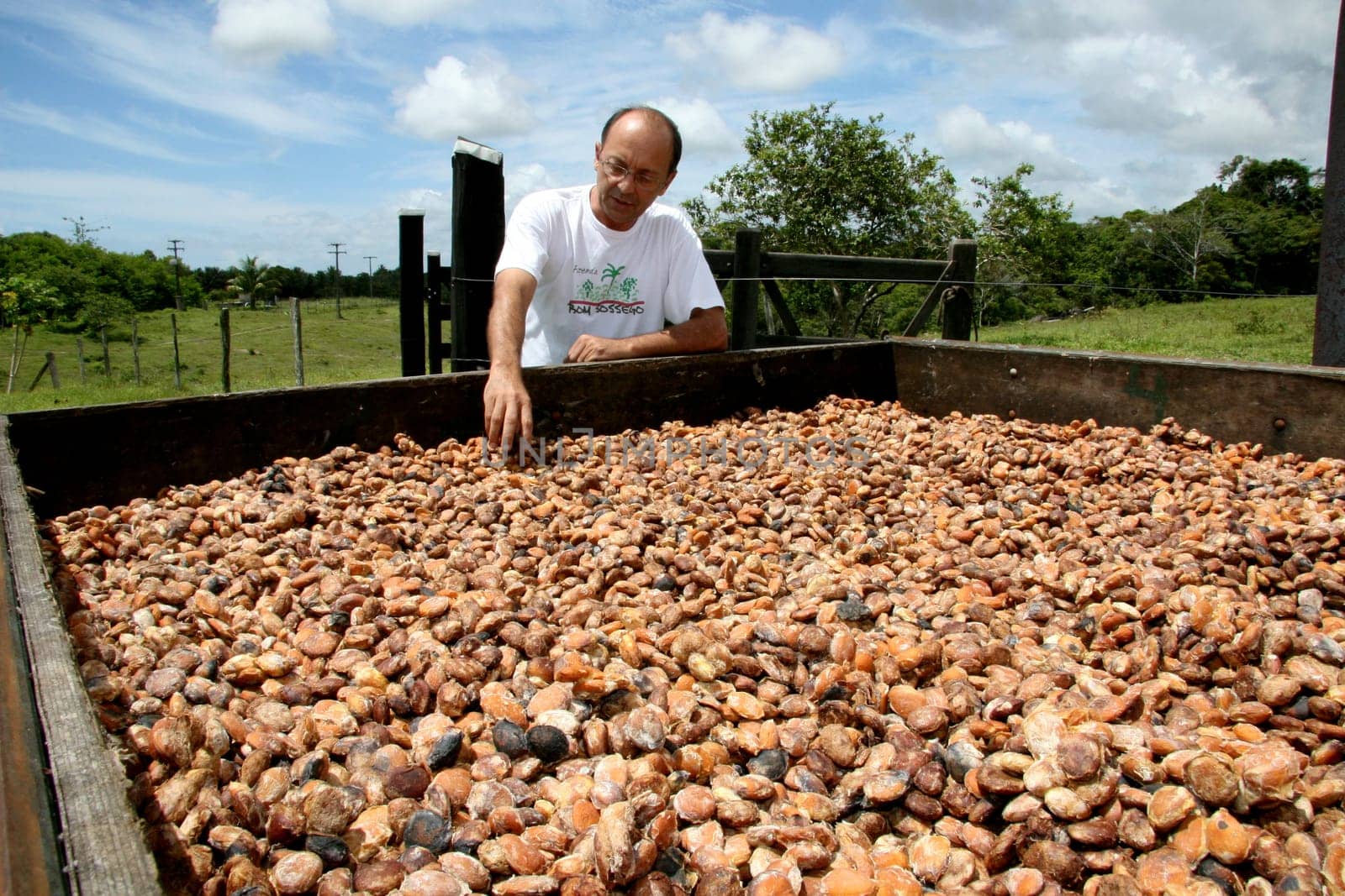 porto seguro, bahia / brazil - january 16, 2008: cupuaçu seeds in a farm where the fruit is planted in the city of Porto Seguro, southern Bahia