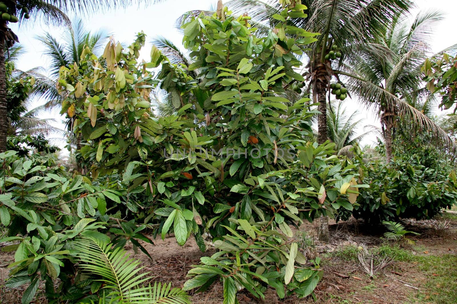 porto seguro, bahia / brazil - january 16, 2008: Cupuacu plantation in the city of Porto Seguro, in southern Bahia.