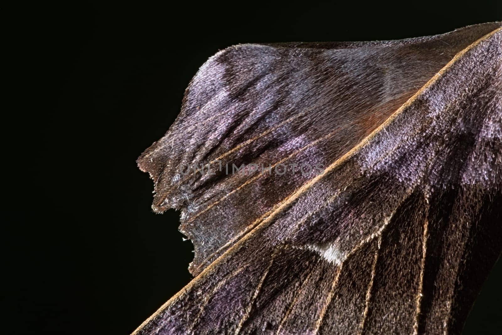5 - Close up part of poplar hawk moth wing. unusual texture and purple color. Pure black background and copy space. Creative light use.
