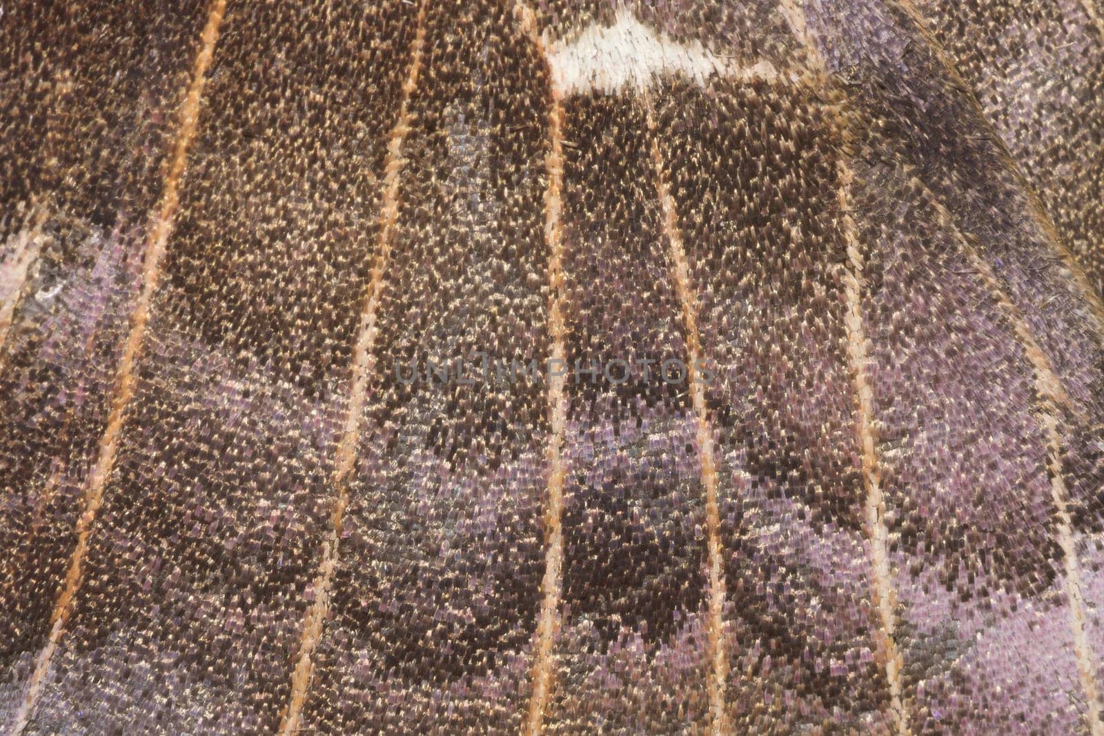 6 - Poplar hawk moth wing abstract texture. Scintillating shiny wing scale textures and venation. Super macro close up image.
