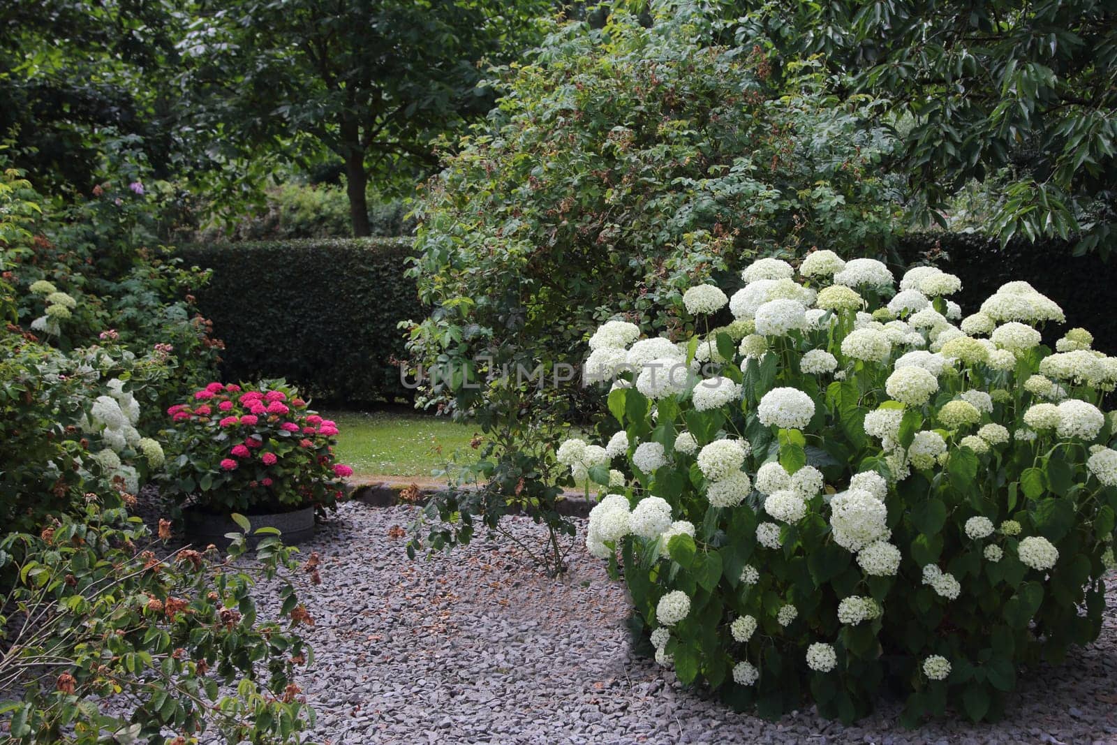 Hydrangea arborescens, commonly known as smooth hydrangea, wild hydrangea, sevenbark, or in some cases, sheep flower, is a species of flowering plant in the family Hydrangeaceae.