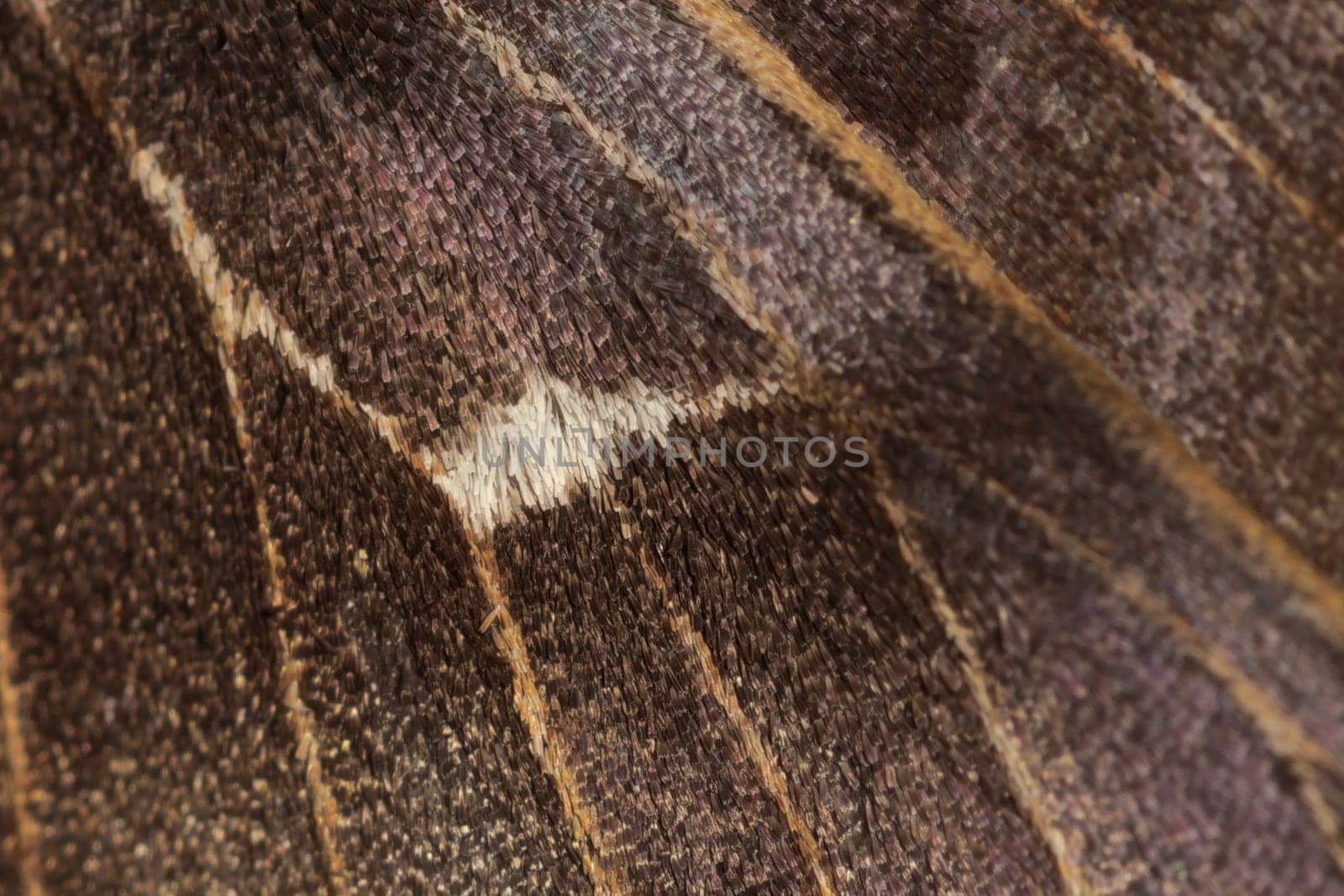 4 - Selective focus super macro close up image of poplar hawk moths wing scales. White patch is focal point, veins and scales give texture.