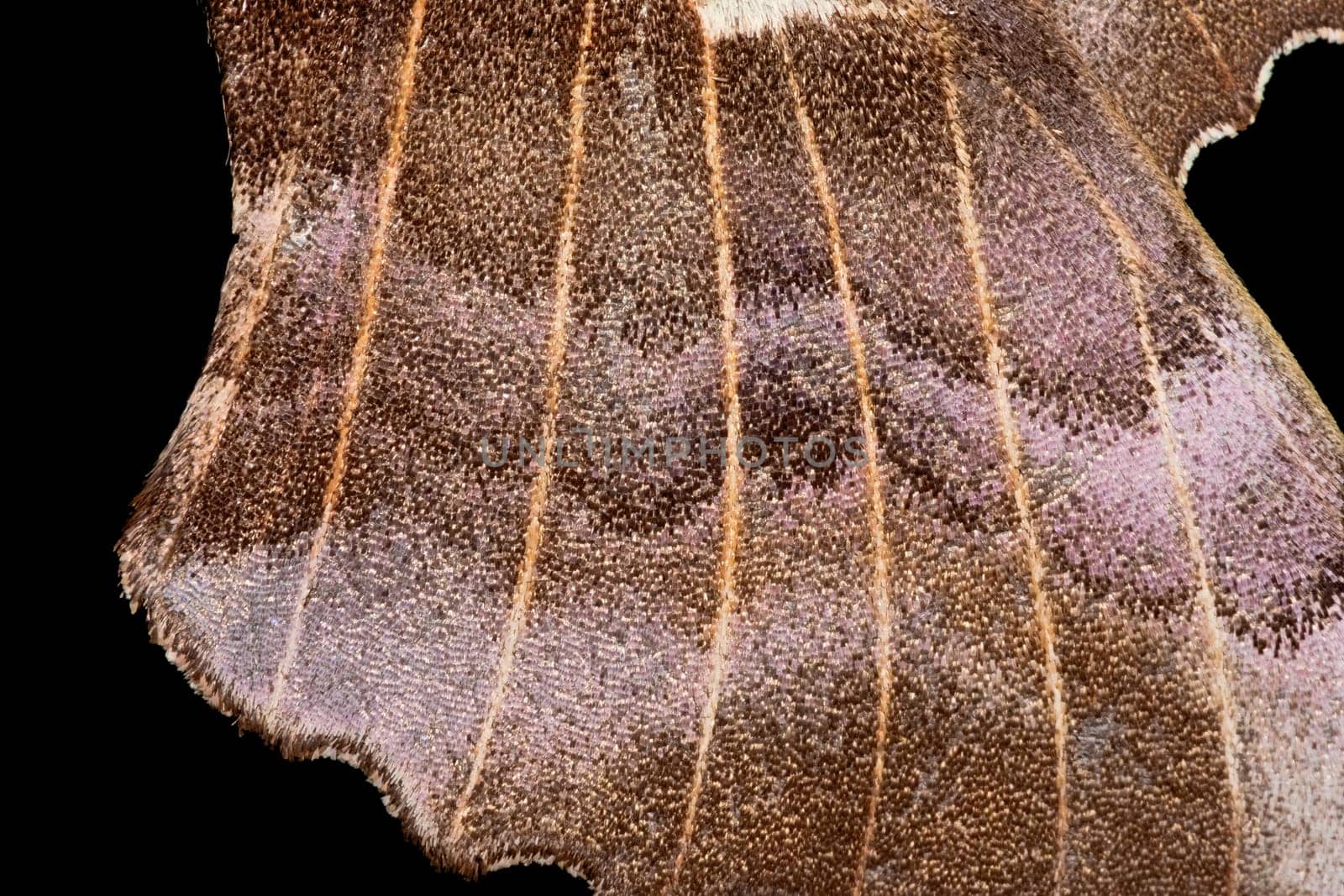 1 - Black background poplar hawk moth wing abstract texture. Scintillating shiny wing scale textures and venation. Super macro close up image.