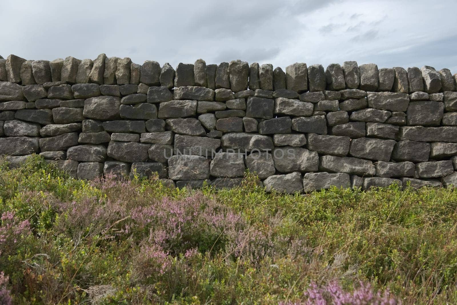 6 - Background photo with copy space. Peak district plants grow and give a soft texture against the hard dark dry stone wall behind. cloudy sky.